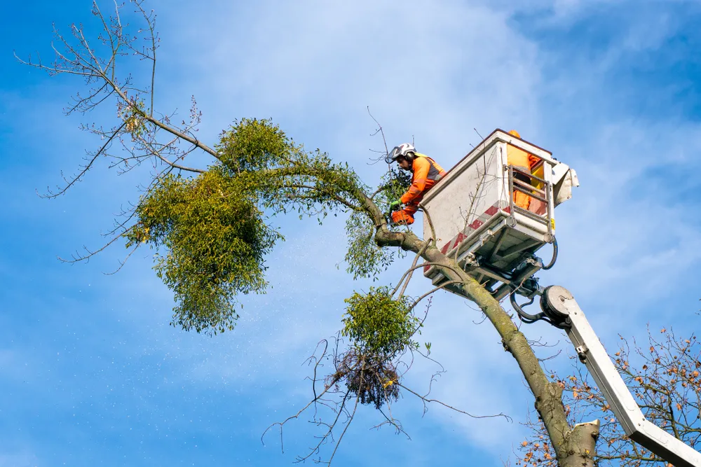 Arborist in a cherry picker harness cutting a branch high against a blue sky