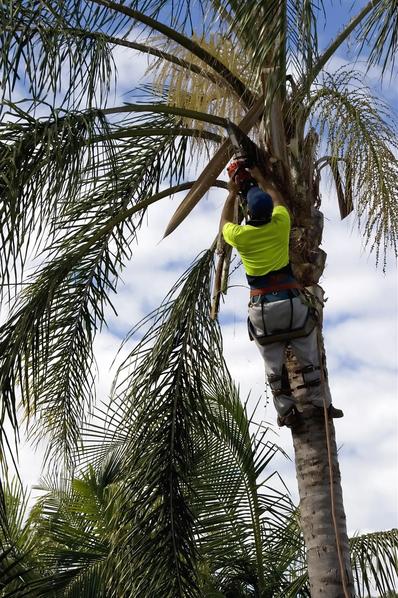 Arborist in hi-vis climbing a palm and cutting fronds during palm tree removal on the Gold Coast