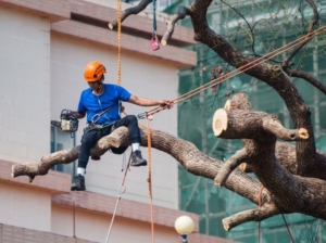 Tree Lopping Services Gold Coast