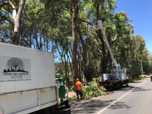 residential and commercial tree care