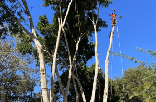 tree lopping services Gold Coast