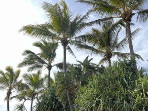 Palm Tree Cleaning Gold Coast