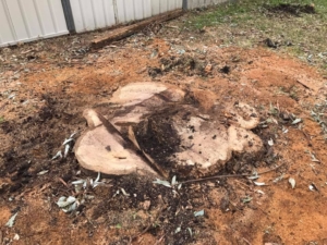 tree root removal urban arb
