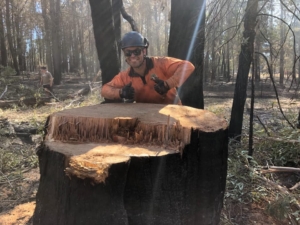 tree stump grinding services