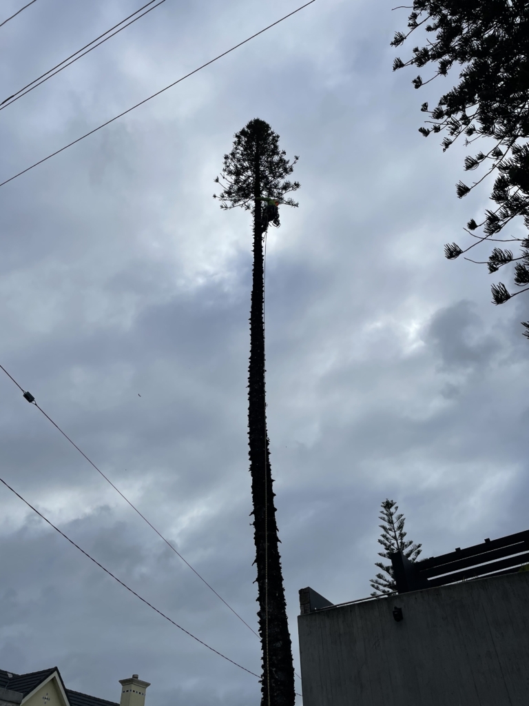 palm tree removalist Gold Coast