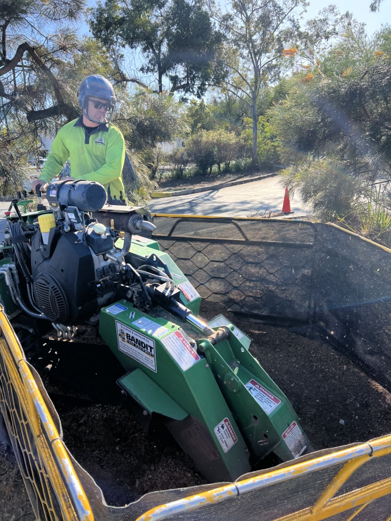 tree removal oxenford