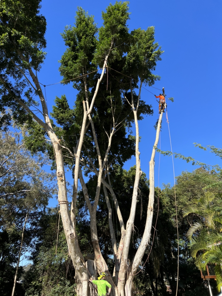 tree removal parkwood