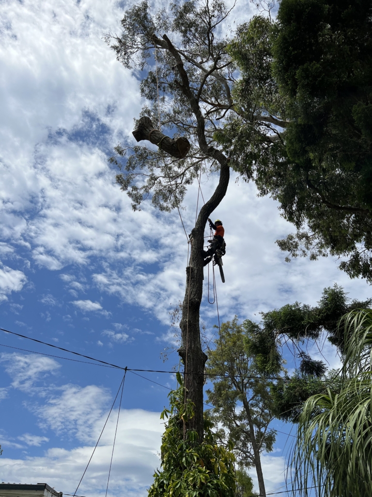 Tree Loppers in Gold Coast​