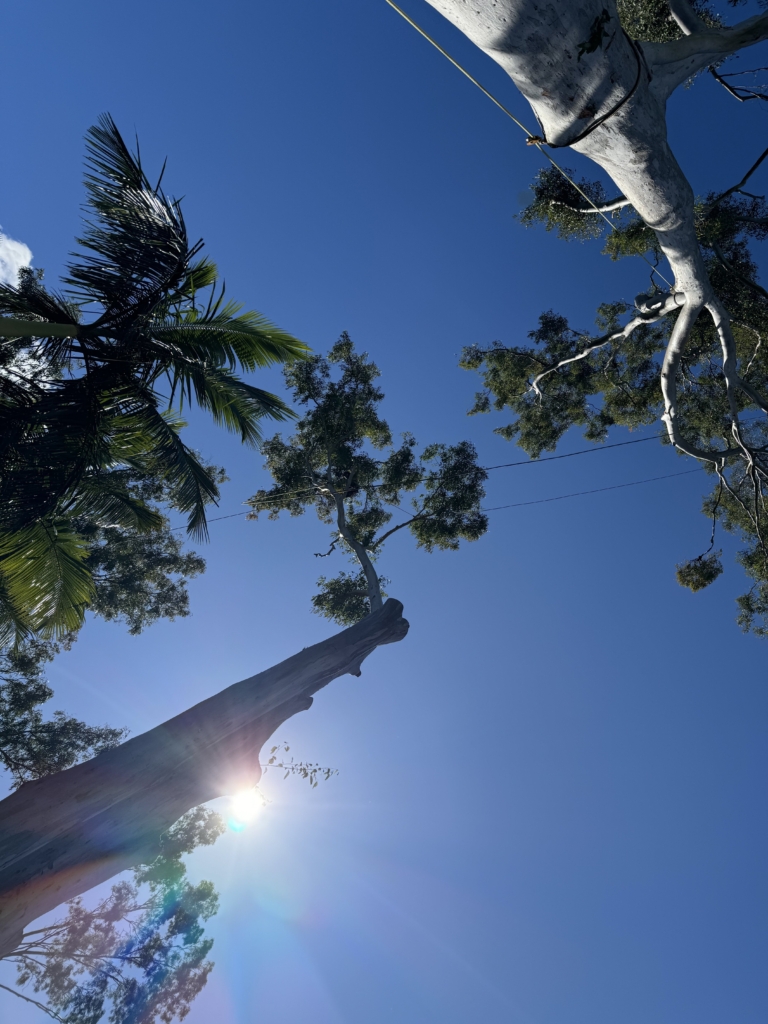 Palm Tree Pruning Gold Coast